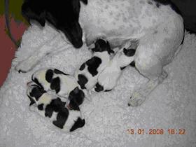 Glatthaarfoxterrier Finja v. Zarpener Wohld mit Welpen