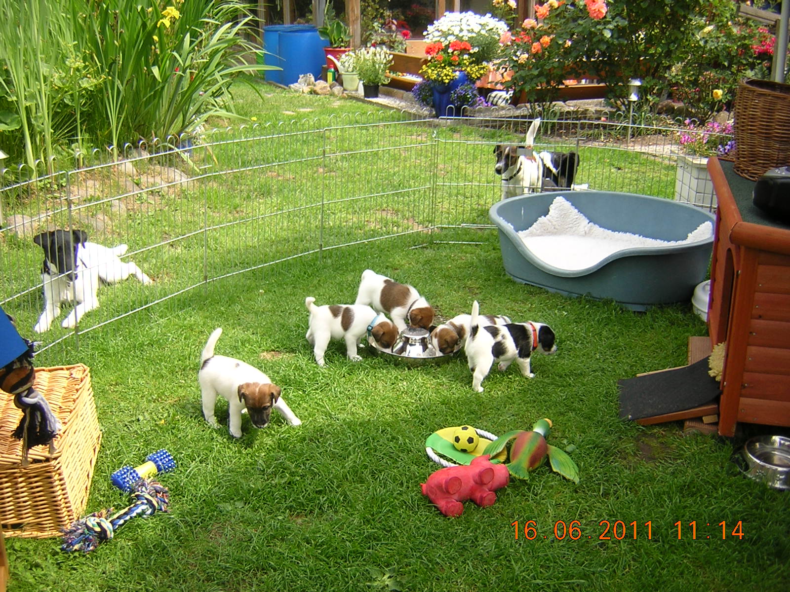 Glatthaarfoxterrier im Garten