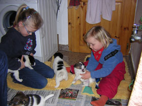 Foxterrier Welpen mit Kindern