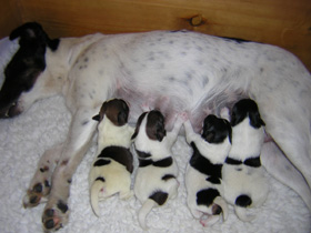 Foxterrier Finja v. Zarpener Wohld